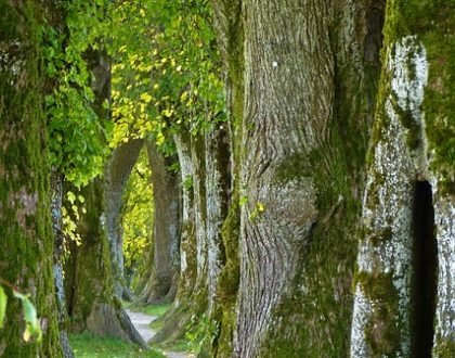path thru a forest