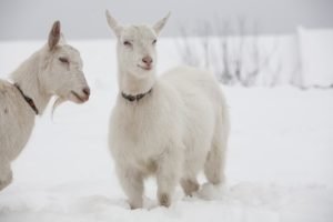 Winter skin changes