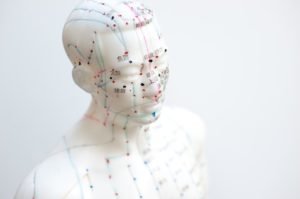plastic model of human head with meridians on the head