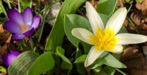 Relief for seasonal allergies