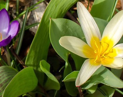 lili flower and others may cause allergies