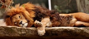 lack of sleep leads to dementia and a host of other serious problems