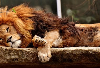 lack of sleep leads to dementia and a host of other serious problems