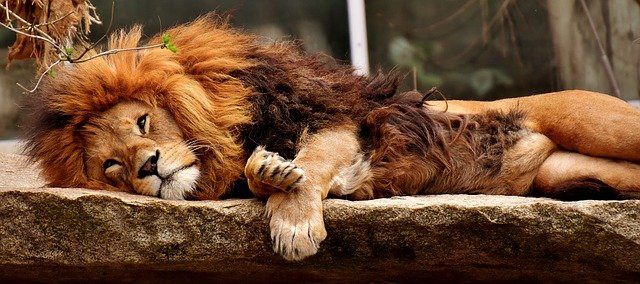 lack of sleep leads to dementia and a host of other serious problems