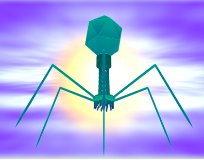 a bacteriphage