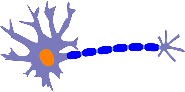 neuron image