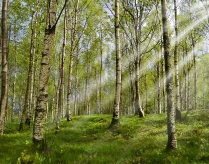 Beyond the Antihistamine: Calming Your Immune System Naturally This Allergy Season with Acupuncture